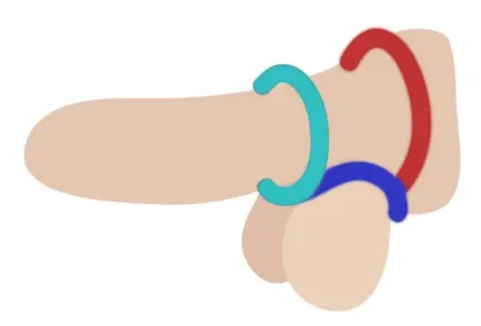 Anillo Erector Titan 5 posiciones anillo para el pene