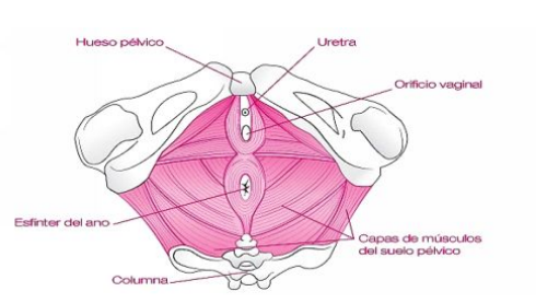 Kit de Entrenamiento Piso Pelvico Yoni Power 2 5 piso pélvico en concepción